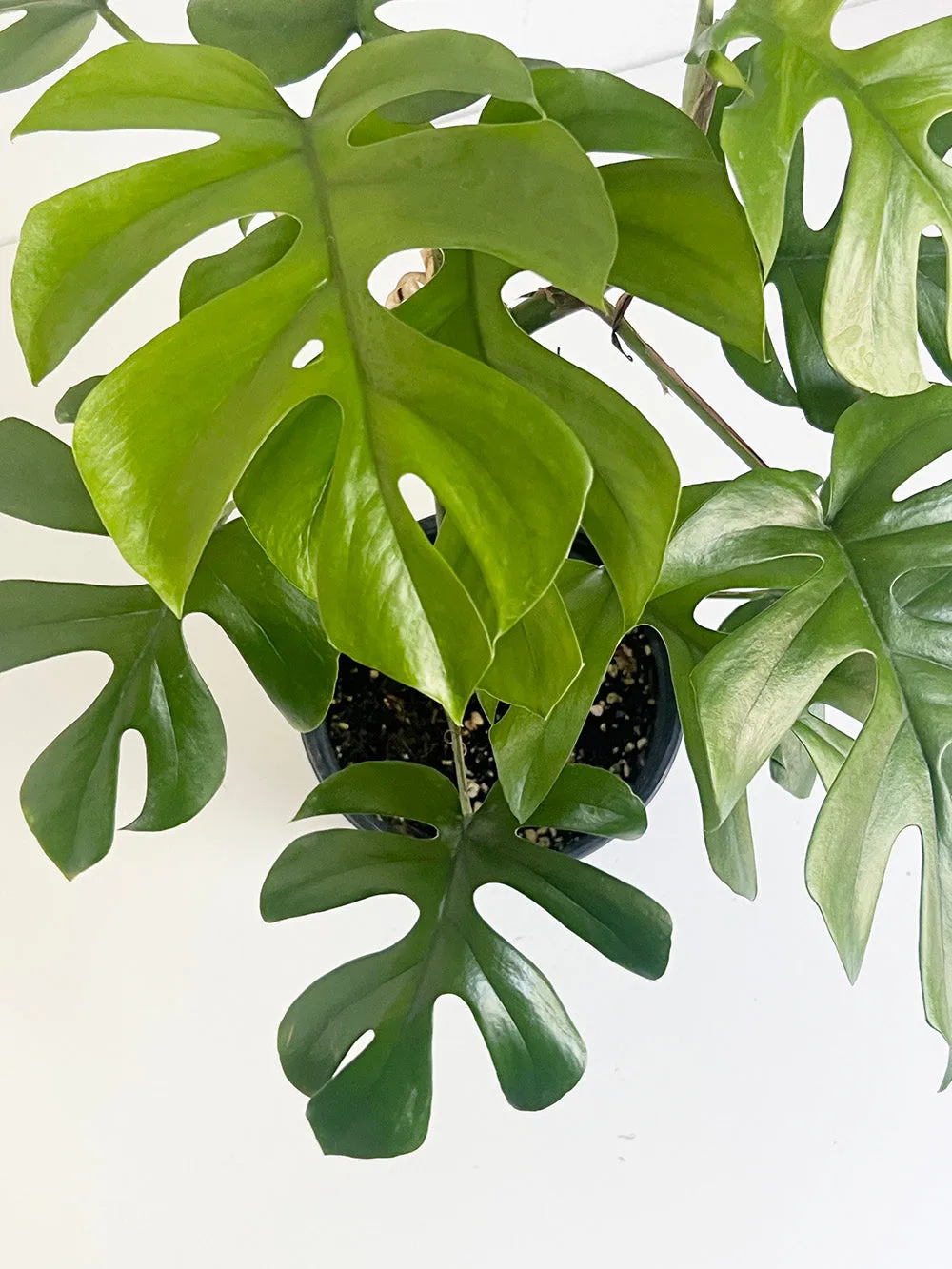 Mini Monstera