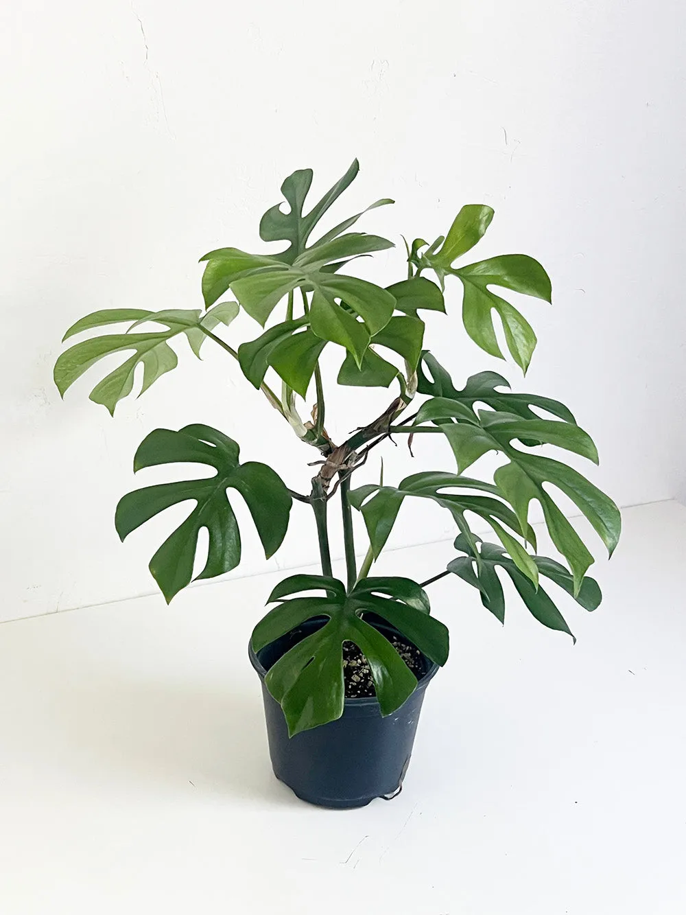 Mini Monstera