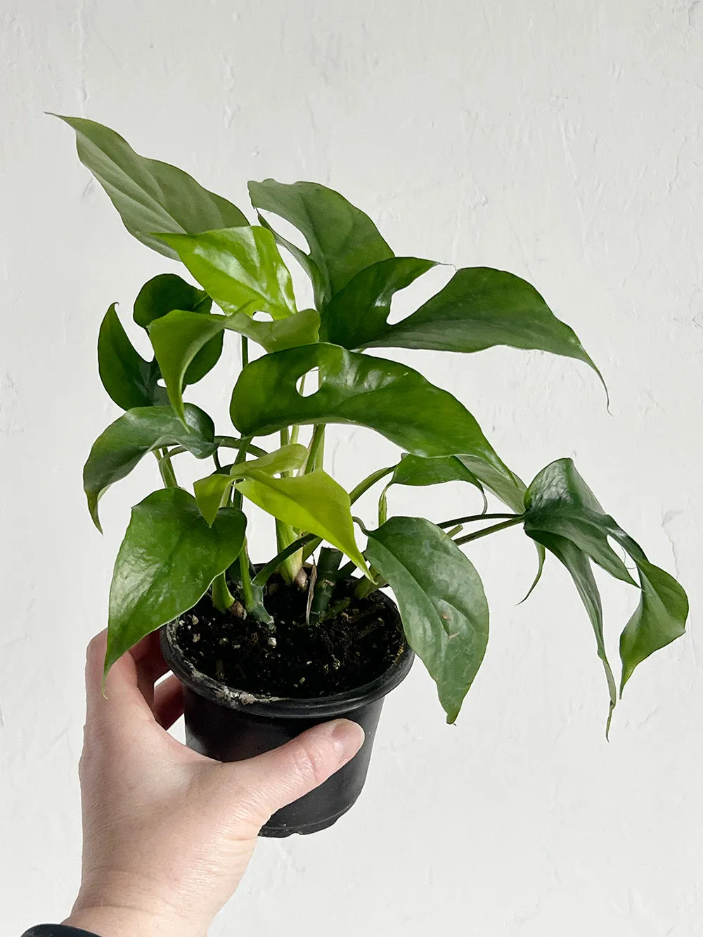 Mini Monstera